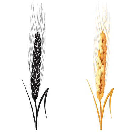 Black and gold wheat ears isolated on white background. Set of wheat ears. Background for farms and bakeries. Collection of elements for company logos, print products, web decor or other design.のイラスト素材
