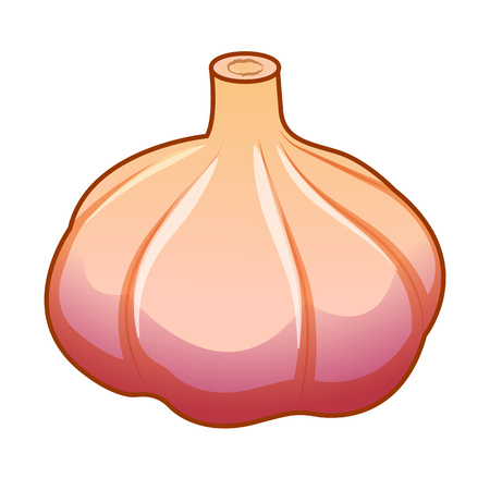 Unpeeled raw garlic bulb isolated on white background front isometric view.のイラスト素材