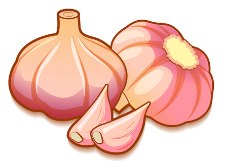Two unpeeled raw garlic bulbs and two cloves isolated on white background front isometric view.のイラスト素材