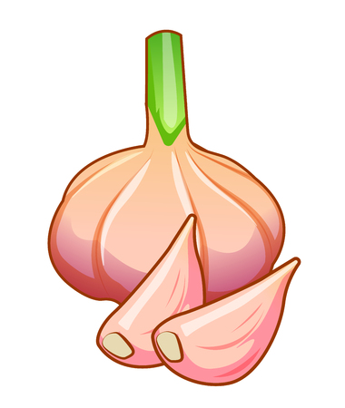 Unpeeled raw garlic bulb and two unpeeled cloves isolated on white background front isometric view.のイラスト素材