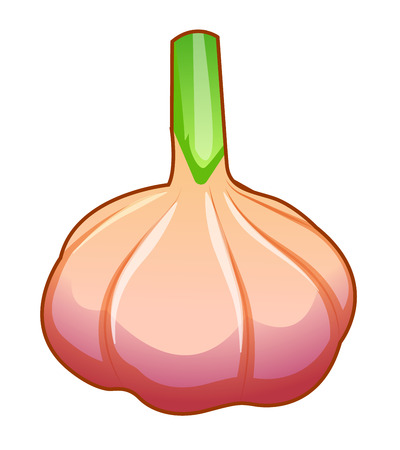 Unpeeled raw garlic bulb isolated on white background front isometric view.のイラスト素材