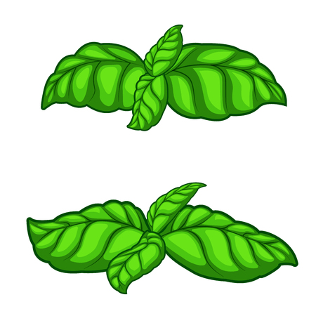 Fresh green basil herb leaves isolated on white background. Top view. Food background.のイラスト素材