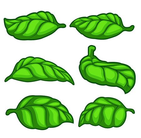 Fresh green basil herb leaves isolated on white background. Front isometric view. Food background.のイラスト素材