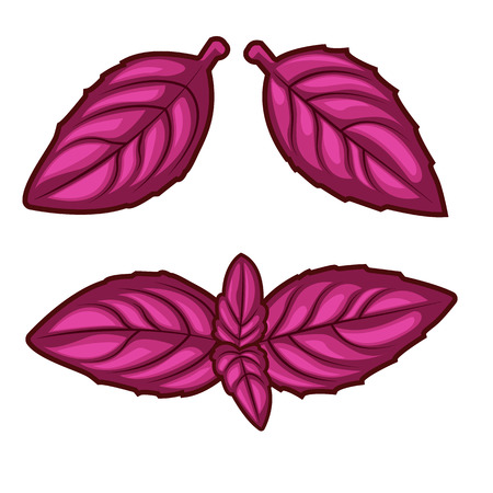 Fresh red basil herb leaves isolated on white background. Top view. Food background.のイラスト素材