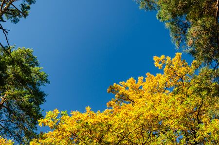Autumn trees against a clear blue sky. Yellow oaks and tall green pine trees in the autumn park on a sunny day. Bright fall background. Vibrant colorsの写真素材