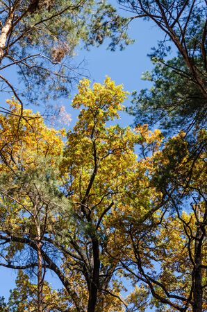 Autumn trees against a clear blue sky. Yellow oaks and tall green pine trees in the autumn park on a sunny day. Vibrant colors. Bright fall backgroundの写真素材