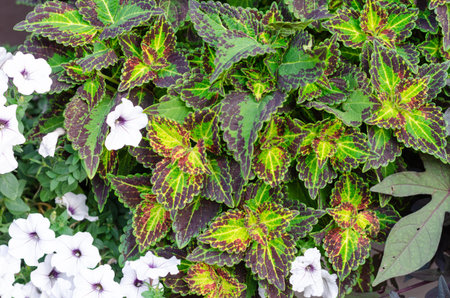Brightly colored green-maroon coleus plant and white petunia flowers on a flowerbed. Close-upの写真素材