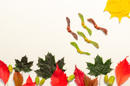 Flat lay of the autumn colorful leaves: trees and birds flying to the sun on a white background. Top...