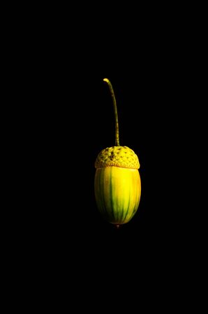 One fresh green acorn isolated on black background. Closeup. Copy spaceの写真素材
