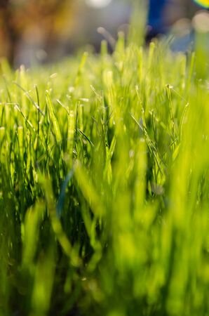 Lush bright green grass in the rays of the setting sun. Abstract background. Closeup. Selective focusの写真素材