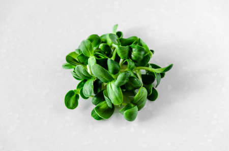 Organic green young sunflower sprouts on white background. Healthy eating concept. Wholesome food.