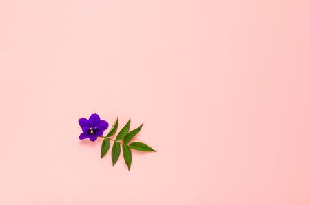 Small purple flower with green leaves on a pink background. Minimal composition. Greeting card with space for text. Flat lay. Top viewの写真素材
