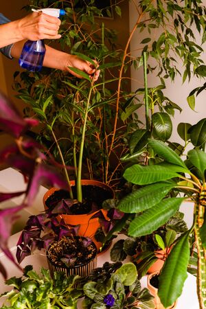 Natural plants in pots, green garden at home. Woman hands spraying plant with water. Caring on houseplants, home planting conceptの写真素材