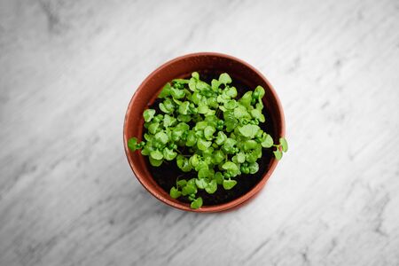 Young green basil sprouts with water drops in pot on light gray background. Home gardening concept. Top viewの写真素材