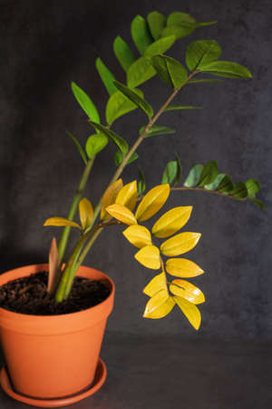 Houseplant disease. Zamioculcas with yellow leaf in brown flower pot on dark background. Concept of indoor plant treatment and care. Closeup. Vertical orientationの写真素材