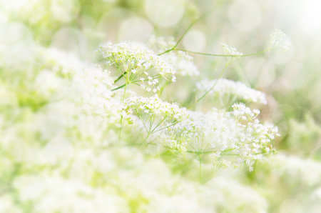 Summer floral blurred pastel colored background. Small blooming white flowers on meadow on sunny day