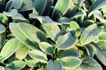 Stachys byzantina or woolly hedgenettle on flowerbed.の写真素材