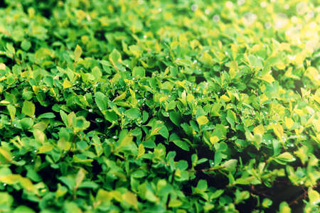 Spring young foliage with water drops after rain. Natural green background. Selective focusの写真素材