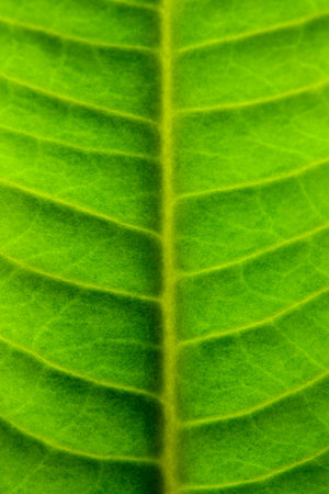 Green leaf texture. Abstract natural green background