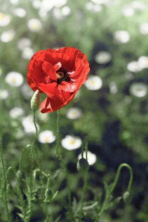 Wild red poppy flower on meadow. Closeupの写真素材