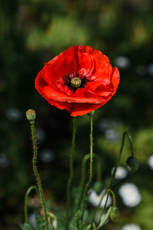 Red poppy flower in bloom. Bright blossoming scarlet wild flower on meadow. Closeupの写真素材