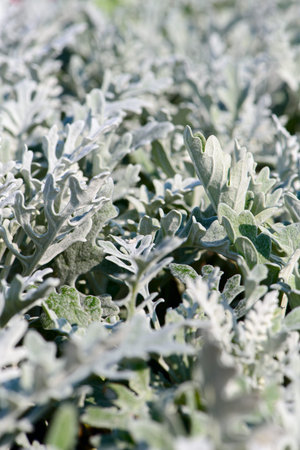 Dusty miller, Silver dust, Silver ragwort or Jacobaea maritima. Silver foliage background. Selective focus.の写真素材
