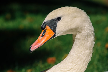 Closeup headshot of mute swan against green background on sunny day. Head profile of Cygnus olorの写真素材