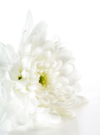 White Flower Isolated on White Backgroundの写真素材