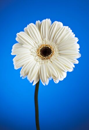 White Gerbera Daisy on Blue Backgroundの写真素材