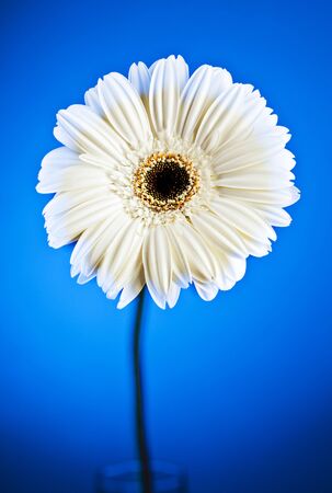 White Flower on Blue Backgroundの写真素材