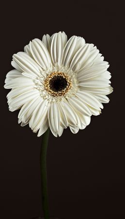 White Flower over Dark Backgroundの写真素材