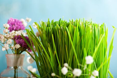 Fresh Green Grass over Blue Backgroundの写真素材