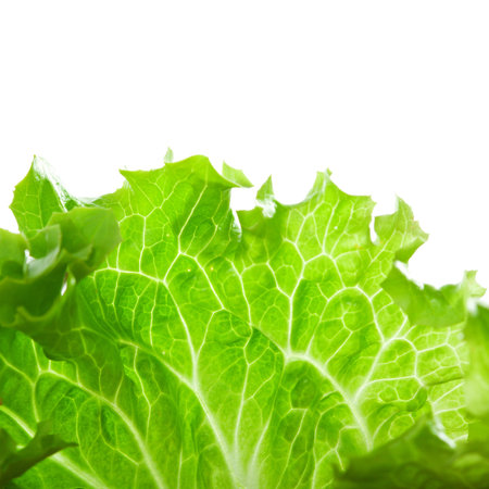 Leaf of Fresh Green Salad