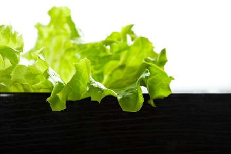 Leaf of Fresh Green Saladの写真素材
