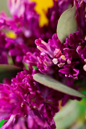 Little FLower Bunch. Extreme Macroの写真素材