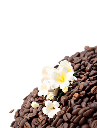 Coffee Seed with Flower over Whiteの写真素材