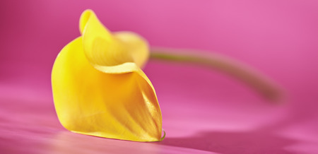 Yellow Calla Lily on Bright Pink Backgroundの写真素材