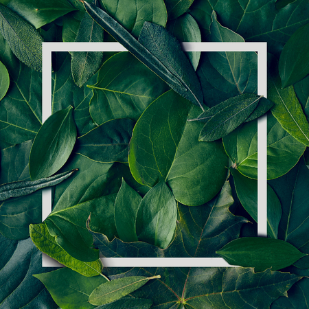 Nature Minimal Concept - Green Leaves Background with White Paper Frame. Flat Layの写真素材