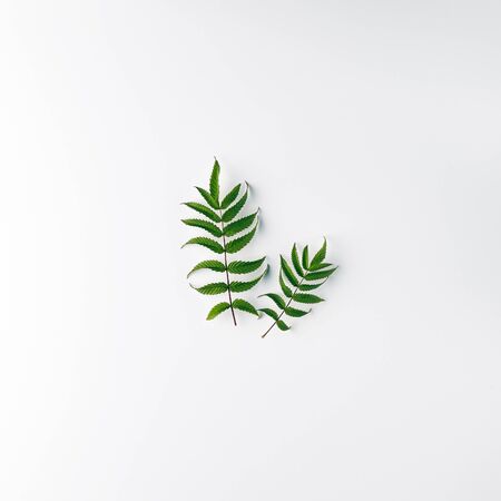 Nature Minimal Concept - Green Fern on bright background. Flat Layの写真素材
