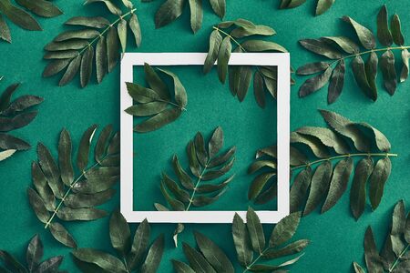 Branches leaves top view on green background. Forest sorbus green twigs flat lay. Fall botany concept. Tree branches composition. Botanical social media post, backdrop, wallpaper designの写真素材