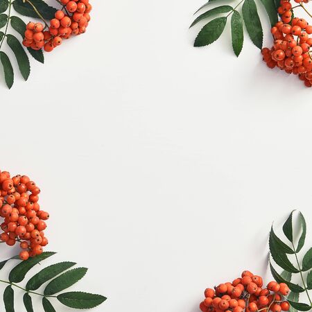 Forest sorbus and leaves top view. Red wild rowan and green branches social media post with copyspace design. Wild berries frame concept. Autumn botanical composition on white backgroundの写真素材