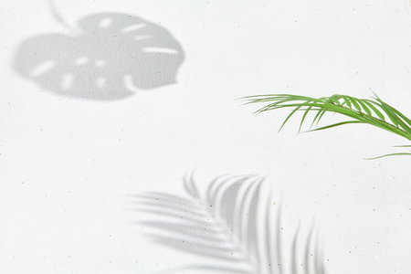 White background with shadows and leaves. Minimal composition - concrete wall and hard shadows of...