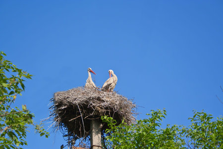 Storks in their nest under a clean blue sky