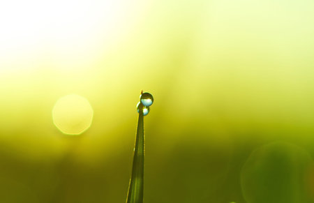 two drops of dew hanging on the blade of grassの写真素材