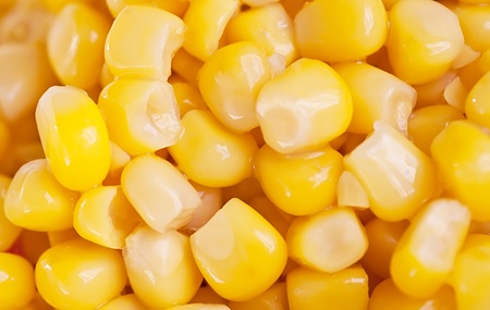 macro shot of corn used for ethanol fills the frameの写真素材
