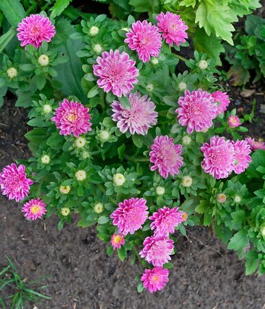 Closeup of a dahlia flowerの写真素材