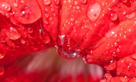 Water drops on the red rose petalの写真素材