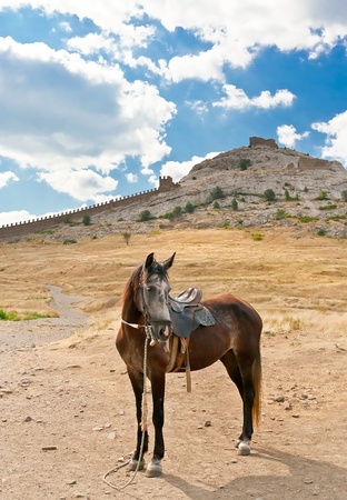 horse against the backdrop of the fortress. UkrainayuSudakの写真素材