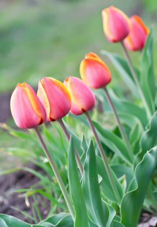 Spring beautiful tulip field in historic butchart gardensの写真素材