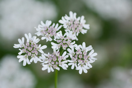 An image of a nice white flower